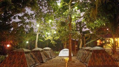 Photo of Dandeli Jungle Camp-you may live out your jungle fantasies.