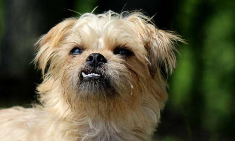 Brussels griffon Cost