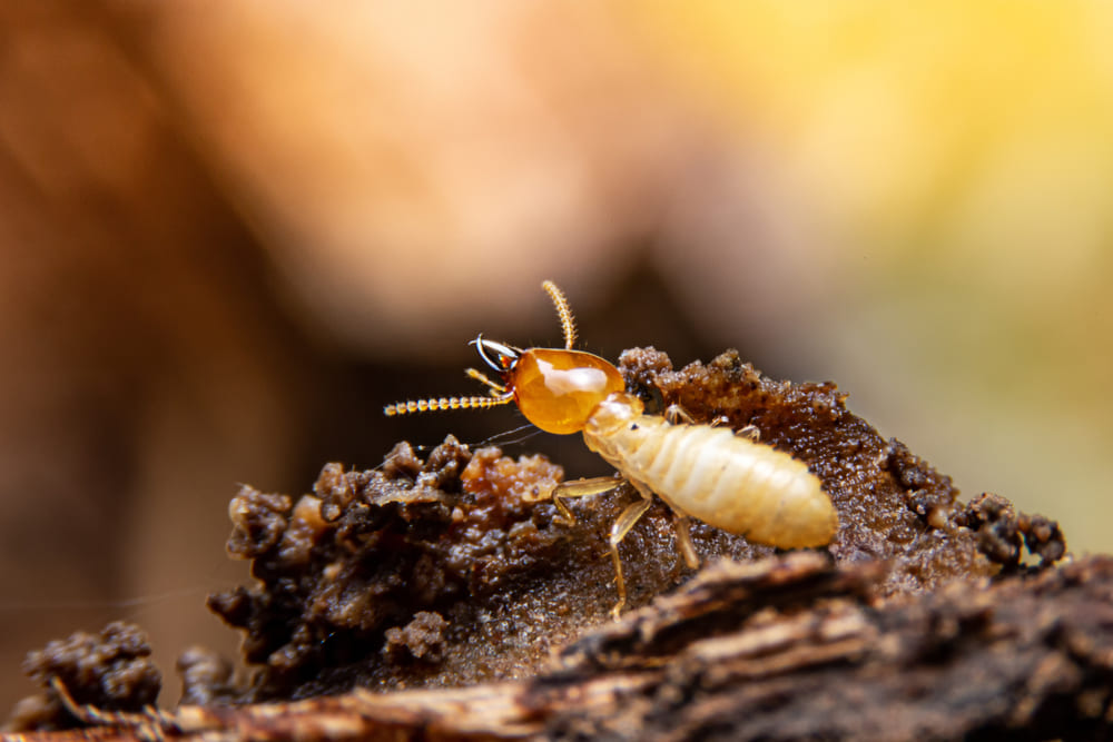 What Is a Termite? 