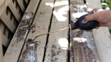 Photo of Will termites destroy my Decking?
