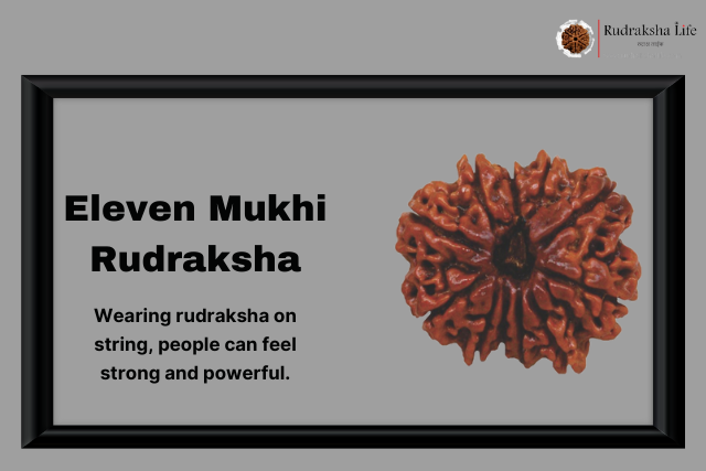 Eleven Mukhi Rudraksha