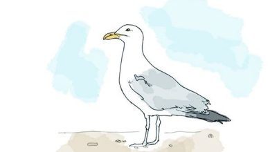 Photo of Instructions for Drawing a Seagull