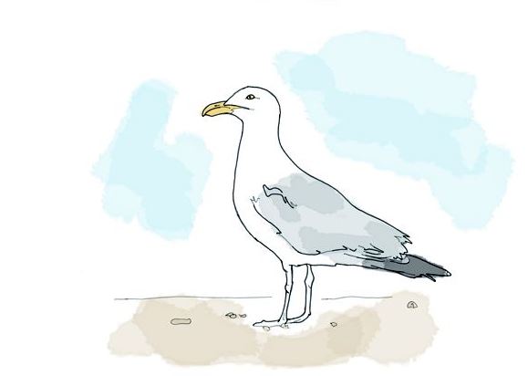 Seagull