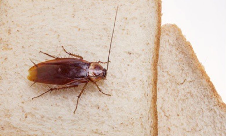 affordable cockroach treatment services near me