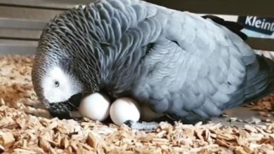 Photo of African Grey Parrot Egg Laying Available
